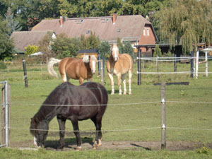 Pferde in der Koppel