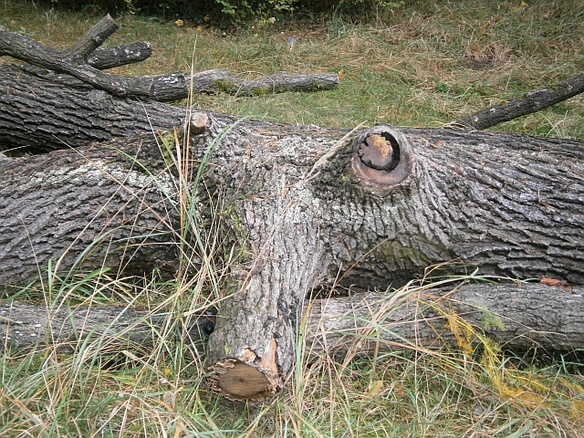 Waldprojekt