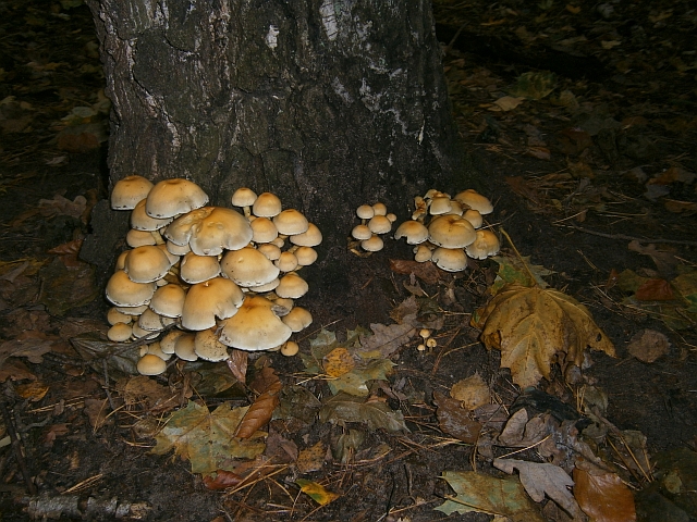 Waldprojekt
